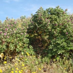 Photographie n°297681 du taxon Malva arborea (L.) Webb & Berthel. [1837]