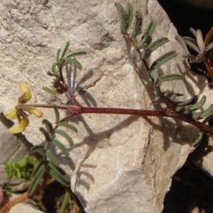 Photographie n°297688 du taxon Hippocrepis ciliata Willd. [1808]