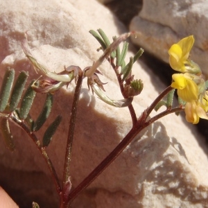 Photographie n°297690 du taxon Hippocrepis ciliata Willd. [1808]