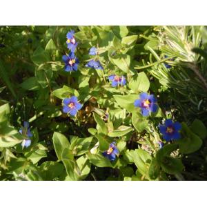 Anagallis arvensis subsp. latifolia (L.) Arcang. (Mouron à larges feuilles)