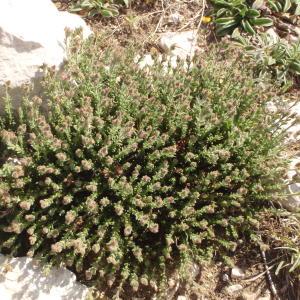 Photographie n°297704 du taxon Fumana thymifolia (L.) Spach ex Webb [1838]