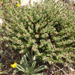 Photographie n°297705 du taxon Fumana thymifolia (L.) Spach ex Webb [1838]