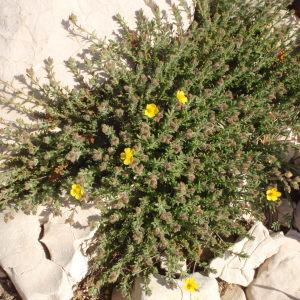 Photographie n°297706 du taxon Fumana thymifolia (L.) Spach ex Webb [1838]