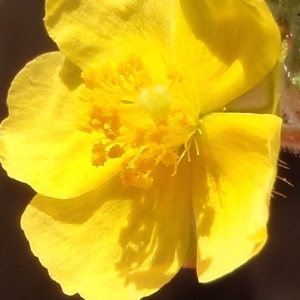 Photographie n°297707 du taxon Fumana thymifolia (L.) Spach ex Webb [1838]