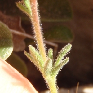 Photographie n°297708 du taxon Fumana thymifolia (L.) Spach ex Webb [1838]