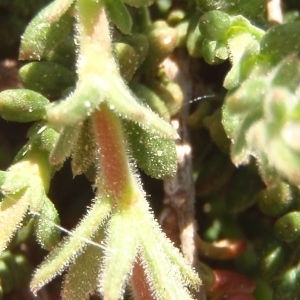 Photographie n°297709 du taxon Fumana thymifolia (L.) Spach ex Webb [1838]