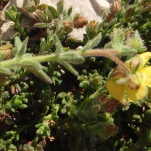 Photographie n°297710 du taxon Fumana thymifolia (L.) Spach ex Webb [1838]