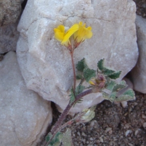 Photographie n°297716 du taxon Medicago littoralis Rohde ex Loisel. [1810]