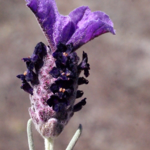 Photographie n°297755 du taxon Lavandula stoechas L. [1753]