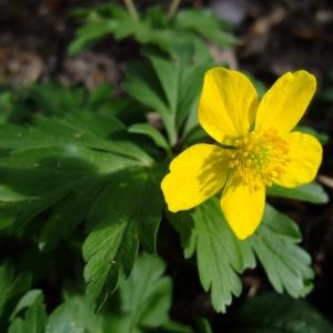 Photographie n°297789 du taxon Anemone ranunculoides L. [1753]