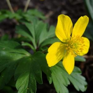 Photographie n°297792 du taxon Anemone ranunculoides L. [1753]