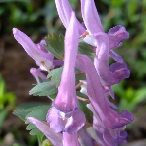 Photographie n°297796 du taxon Corydalis solida (L.) Clairv.