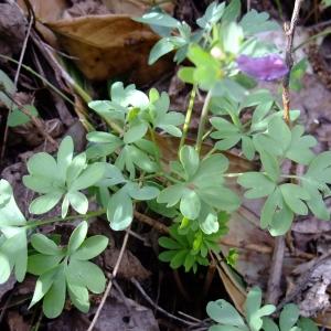 Photographie n°297799 du taxon Corydalis solida (L.) Clairv.