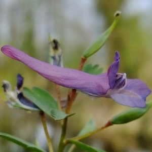 Photographie n°297800 du taxon Corydalis solida (L.) Clairv.