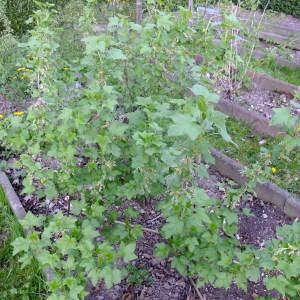 Photographie n°297803 du taxon Ribes nigrum L. [1753]