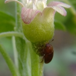 Photographie n°297806 du taxon Ribes nigrum L. [1753]