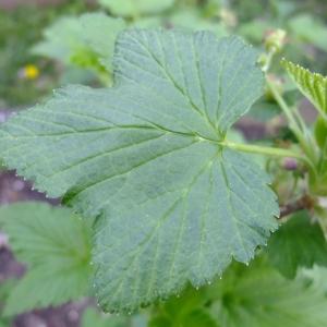 Photographie n°297807 du taxon Ribes nigrum L. [1753]