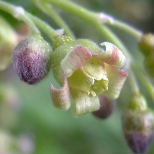 Photographie n°297809 du taxon Ribes nigrum L. [1753]