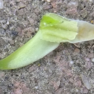 Photographie n°297814 du taxon Viola riviniana Rchb. [1823]