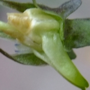 Photographie n°297816 du taxon Viola riviniana Rchb. [1823]