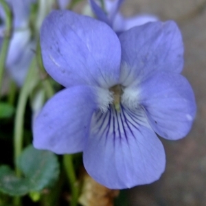 Photographie n°297819 du taxon Viola riviniana Rchb. [1823]