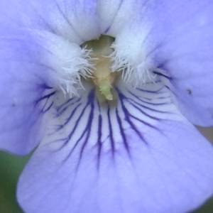 Photographie n°297821 du taxon Viola riviniana Rchb. [1823]