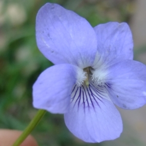 Photographie n°297822 du taxon Viola riviniana Rchb. [1823]