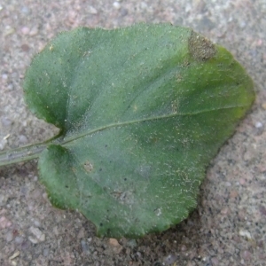 Photographie n°297823 du taxon Viola riviniana Rchb. [1823]