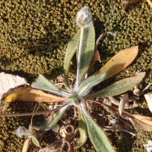 Photographie n°297872 du taxon Plantago lagopus L. [1753]
