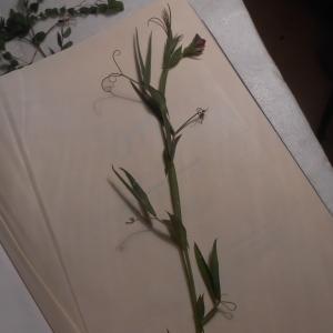 Photographie n°297894 du taxon Lathyrus cicera L. [1753]