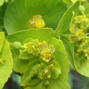 Photographie n°297895 du taxon Euphorbia serrata L. [1753]