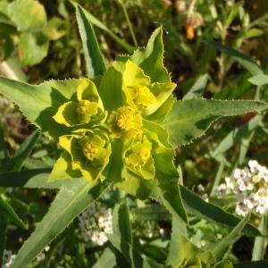 Photographie n°297898 du taxon Euphorbia serrata L. [1753]