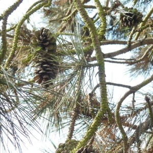 Photographie n°297904 du taxon Pinus nigra J.F.Arnold