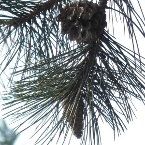 Photographie n°297906 du taxon Pinus nigra J.F.Arnold
