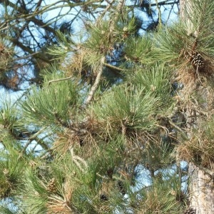 Photographie n°297908 du taxon Pinus nigra J.F.Arnold