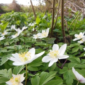 Photographie n°297921 du taxon Anemone nemorosa L.