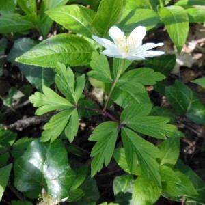 Photographie n°297924 du taxon Anemone nemorosa L.