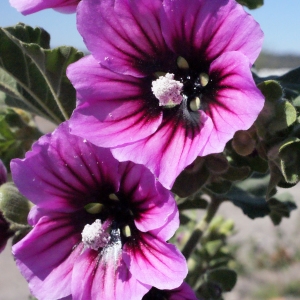 Lavatera eriocalyx Steud. (Lavatère arborescente)