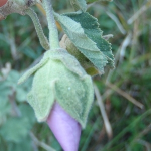 Photographie n°297959 du taxon Malva subovata (DC.) Molero & J.M.Monts.