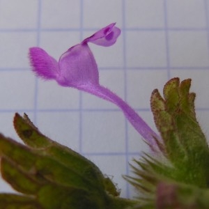 Photographie n°297964 du taxon Lamium amplexicaule L.