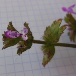 Photographie n°297965 du taxon Lamium amplexicaule L.