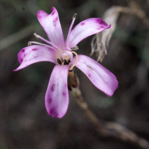 Photographie n°298044 du taxon Dianthus pyrenaicus subsp. catalaunicus (Pourr. ex Willk. & Costa) Tutin [1963]