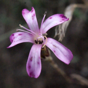 Dianthus pyrenaicus subsp. attenuatus (Sm.) Bernal, Laínz & Muñoz Garm. (Oeillet atténué)