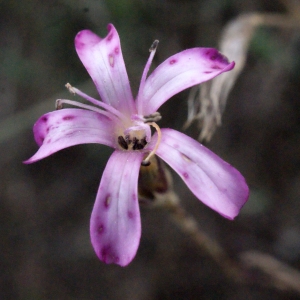 Photographie n°298045 du taxon Dianthus pyrenaicus subsp. catalaunicus (Pourr. ex Willk. & Costa) Tutin [1963]