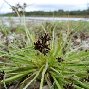 Photographie n°298078 du taxon Cyperus fuscus L. [1753]