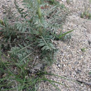 Photographie n°298095 du taxon Reseda alba subsp. hookeri (Guss.) Arcang. [1882]