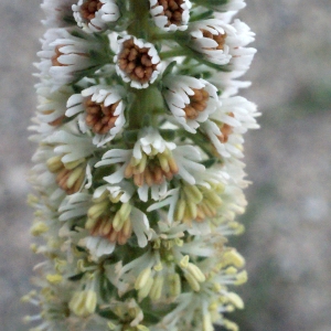 Reseda alba sensu auct. (Réséda de Hooker)