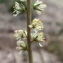  Liliane Roubaudi - Reseda alba subsp. hookeri (Guss.) Arcang. [1882]