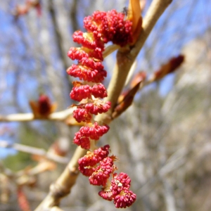 Photographie n°298134 du taxon Populus nigra L. [1753]