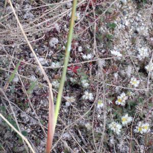 Stipellula capensis (Thunb.) Röser & Hamasha (Stipe du Cap)